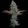 Space Queen strain by Brothers Grimm