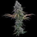 Space Queen strain by Brothers Grimm