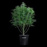 Space Queen strain by Brothers Grimm