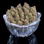 Space Queen strain by Brothers Grimm