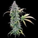 Thai Herer 99 strain by Brothers Grimm