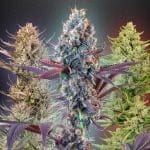 Seedsman MegaMix Auto cannabis strains