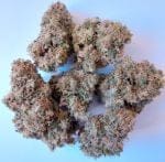African Gas Feminised strain by Ace Seeds