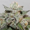 Kalidonia Feminised strain by Ace Seeds