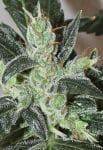 Kalidonia Feminised strain by Ace Seeds