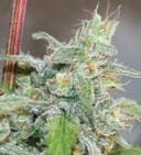 Kalidonia Feminised strain by Ace Seeds