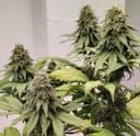 Kashmir Regular strain by Ace Seeds