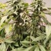 Kashmir Regular strain by Ace Seeds