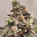 Kashmir Regular strain by Ace Seeds