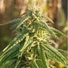 Himalaya Snow Regular strain by Ace Seeds