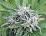 Himalaya Snow Regular strain by Ace Seeds
