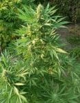Creeper Gouge Regular strain by Ace Seeds
