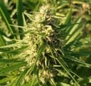 Creeper Gouge Regular strain by Ace Seeds