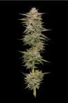 BananaOG Auto Feminised strain by Humboldt Seed Company