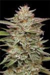 BananaOG Auto Feminised strain by Humboldt Seed Company