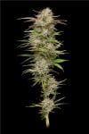 California Haze Feminised strain by Humboldt Seed Co.