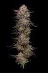 Chicken n' Wafflez Feminised strain by Humboldt Seed Company
