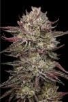 Chicken n' Wafflez Feminised strain by Humboldt Seed Company