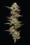 Moon Fog Feminised strain by Humboldt Seed Company