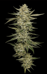 OG Triploid Auto Feminised strain by Humboldt Seed Company