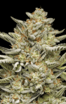 OG Triploid Auto Feminised strain by Humboldt Seed Company