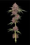 Purpz Feminised strain by Humboldt Seed Company