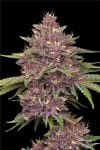 Purpz Feminised strain by Humboldt Seed Company