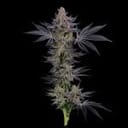 Seedsman Gorilla Runtz Feminised cannabis strain