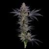 Seedsman Gorilla Runtz Feminised cannabis strain