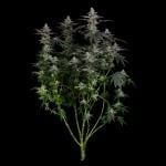 Seedsman Gorilla Runtz Feminised cannabis strain