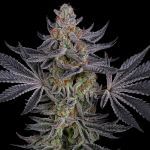 Seedsman Gorilla Runtz Feminised cannabis strain