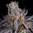 Seedsman Gorilla Runtz Feminised cannabis strain