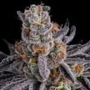 Seedsman Gorilla Runtz Feminised cannabis strain