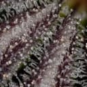 Seedsman Gorilla Runtz Feminised cannabis strain