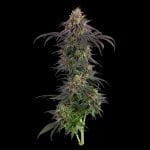 Seedsman Guava Root GMO Feminised cannabis strain