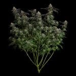 Seedsman Guava Root GMO Feminised cannabis strain