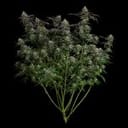 Seedsman Guava Root GMO Feminised cannabis strain
