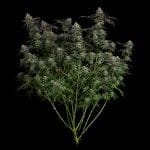 Seedsman Guava Root GMO Feminised cannabis strain
