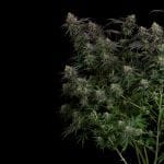 Seedsman Guava Root GMO Feminised cannabis strain