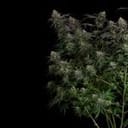 Seedsman Guava Root GMO Feminised cannabis strain