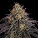 Seedsman Guava Root GMO Feminised cannabis strain
