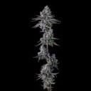 Old Money Feminised strain by Compound Genetics
