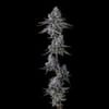 Old Money Feminised strain by Compound Genetics