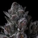 Old Money Feminised strain by Compound Genetics
