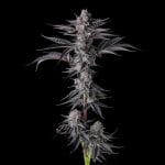 New Money Feminised strain by Compound Genetics