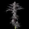 New Money Feminised strain by Compound Genetics
