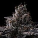 New Money Feminised strain by Compound Genetics