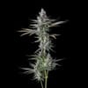 Guwop Green Feminised strain by Compound Genetics