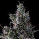 Guwop Green Feminised strain by Compound Genetics