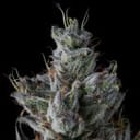 Guwop Green Feminised strain by Compound Genetics